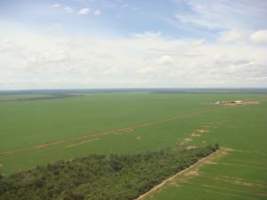 広大なアルゼンチンの畑