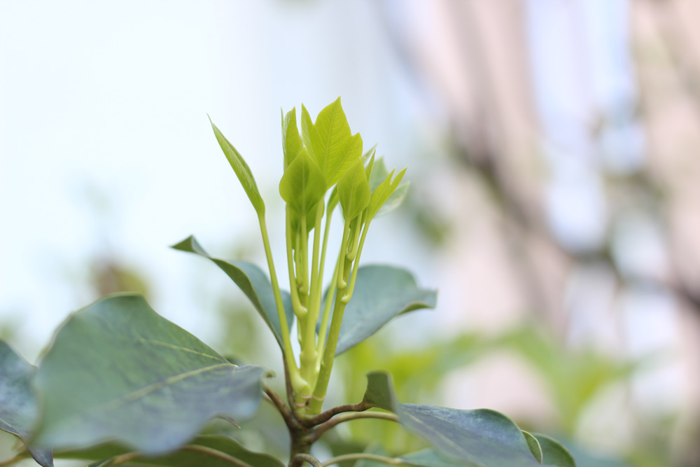 芝居こんにゃく芋かぼちゃ2022