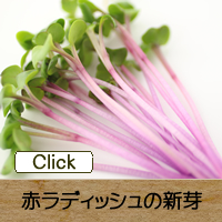 赤ラディッシュの新芽