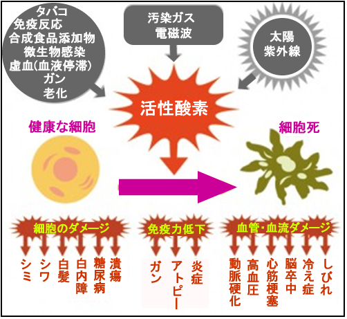 健康キーワード 抗酸化作用 サラダコスモ公式ブログ