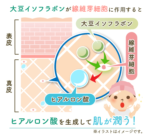 大豆イソフラボンが繊維芽細胞に結合すると ヒアルロン酸を生成して肌が潤う！ ※イラストはイメージです。