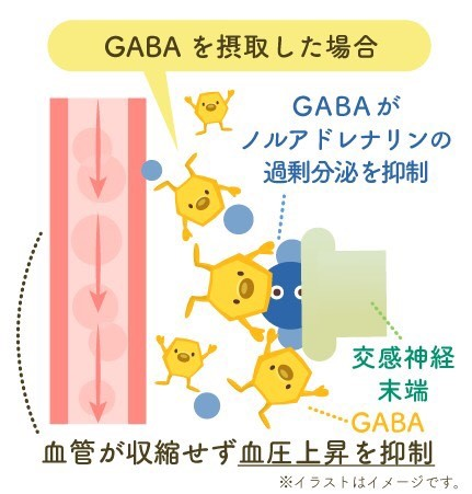 血圧が高めの方の血管 ノルアドレナリンが血管を収縮させる 血管の収縮により血圧が上昇 GABAを摂取した場合 GABAがノルアドレナリンの過剰分泌を抑制 血管が収縮せず血圧上昇を抑制 ※イラストはイメージです。