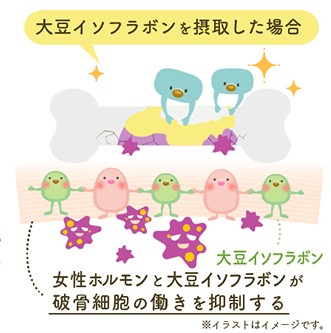 骨がもろくなる仕組み 破骨細胞の働きを止められなくなる 大豆イソフラボンを摂取した場合 女性ホルモンと大豆イソフラボンが破骨細胞の働きを抑制する ※イラストはイメージです。