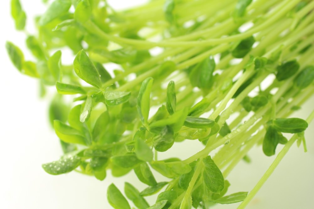 野菜から摂る栄養素～葉酸～