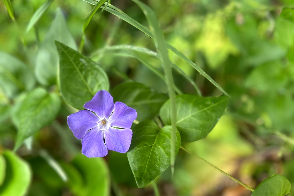 梅はその日の難逃れ2025