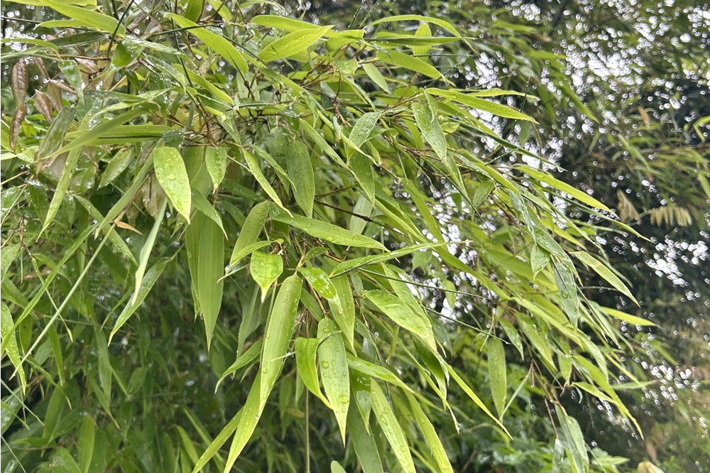 腹八分目に医者いらず2025