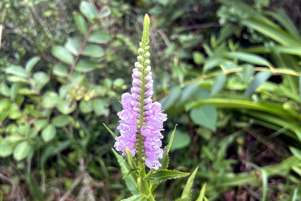 初物七十五日2025