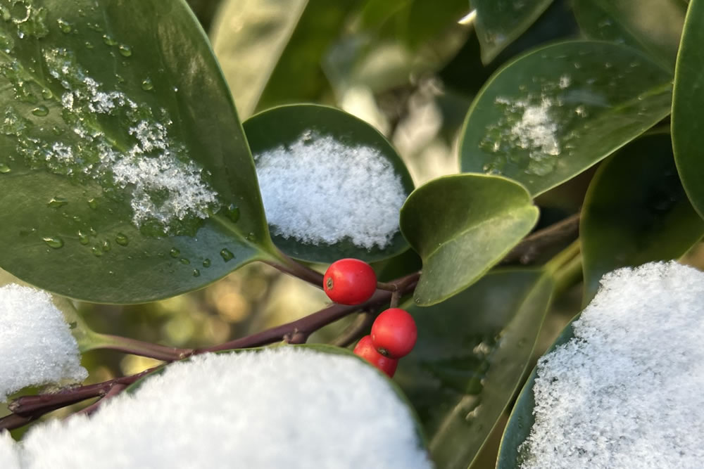 案じるより団子汁2025