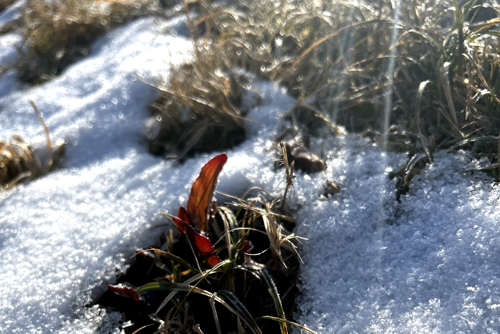 熱いがご馳走2026