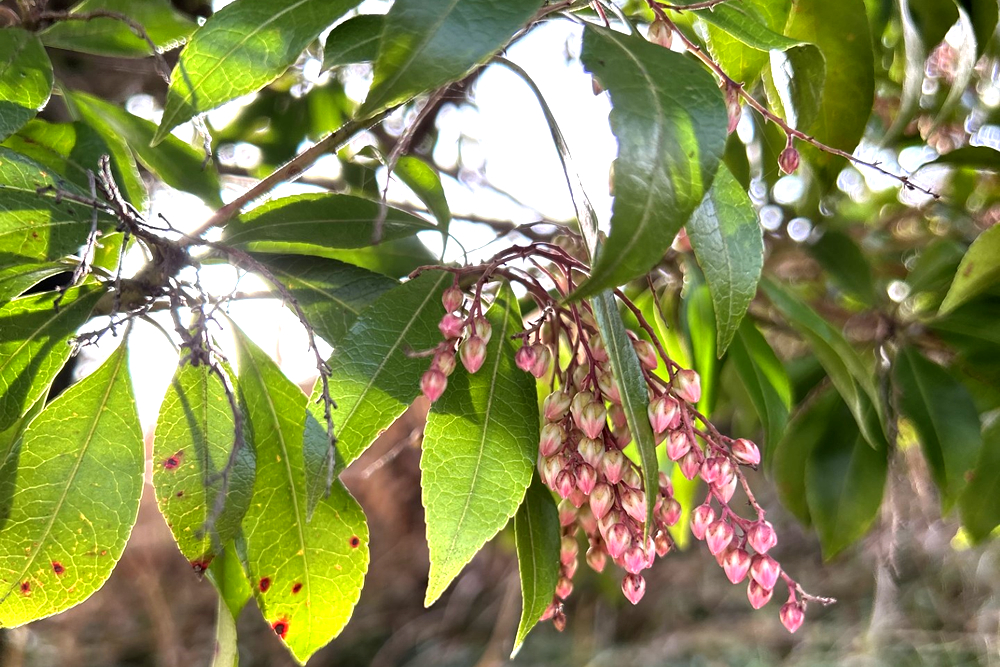 朝の茶がうまいと晴天2026