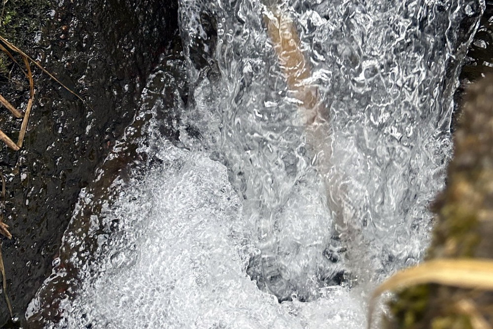 麦の穂出たらあさりを食うな2026