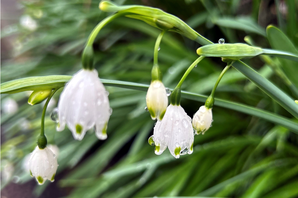 筍の親まさり2026