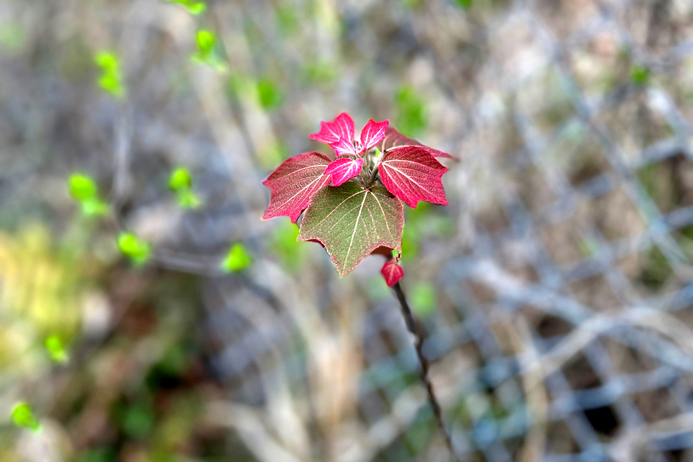 海老で鯛を釣る2026